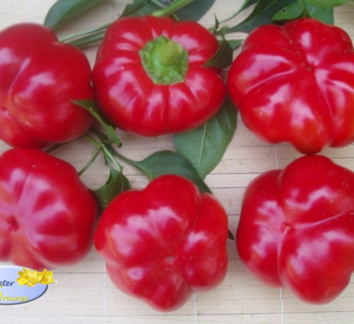 Bell Pepper  Sweet Pepper Red Kolobok - Bell Pepper Little Round Bun